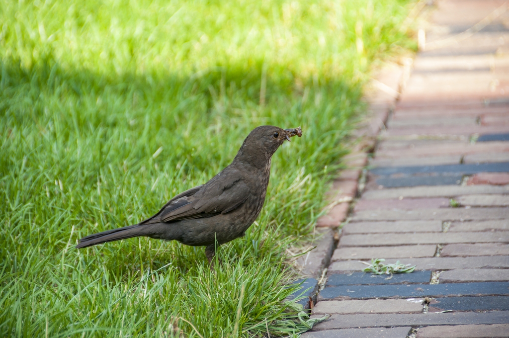 Kindvriendelijke en functionele tuin